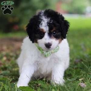 Blake, Mini Bernedoodle Puppy